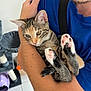 Ruby a rejoint le concours — aidez-le/la à gagner de superbes lots ! arms, black_pads, blue_shirt, cat, cat_tree, closeup, cozy, feline, floor_tiles, holding, home, indoor, paws, person, pet, pink_pads, smile, snuggling, stubble, tabby_cat