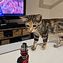 animal, basket, cat, curious, electronics, furniture, household, indoor, kitten, living_room, pet, remote_control, tabby, table, technology, television, vape_device, white_table, wood, young_cat