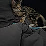 Ruby participe au concours pour gagner de l'argent avec cette photo : animal, bed, blanket, cat, cozy, curious, cute, domestic, feline, fur, indoor, paws, pet, relaxed, resting, side_view, sleepy, striped, tabby, whiskers