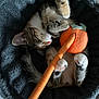 animal, bed, cat, cozy, cuddly, cute, domestic_animal, feline, fur, indoor, kitten, orange, paws, pet, plush_toy, resting, sleeping, soft, tabby, whiskers