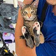 Ruby a rejoint le concours — aidez-le/la à gagner de superbes lots ! arm, blue_shirt, cat, cat_tree, close_up, cute, domestic_animal, feline, floor, holding, indoor, kitten, paw_pads, person, pet, resting, scooter, tabby, whiskers, young_cat