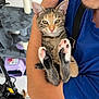 arm, blue_shirt, cat, cat_tree, close_up, cute, domestic_animal, feline, floor, holding, indoor, kitten, paw_pads, person, pet, resting, scooter, tabby, whiskers, young_cat