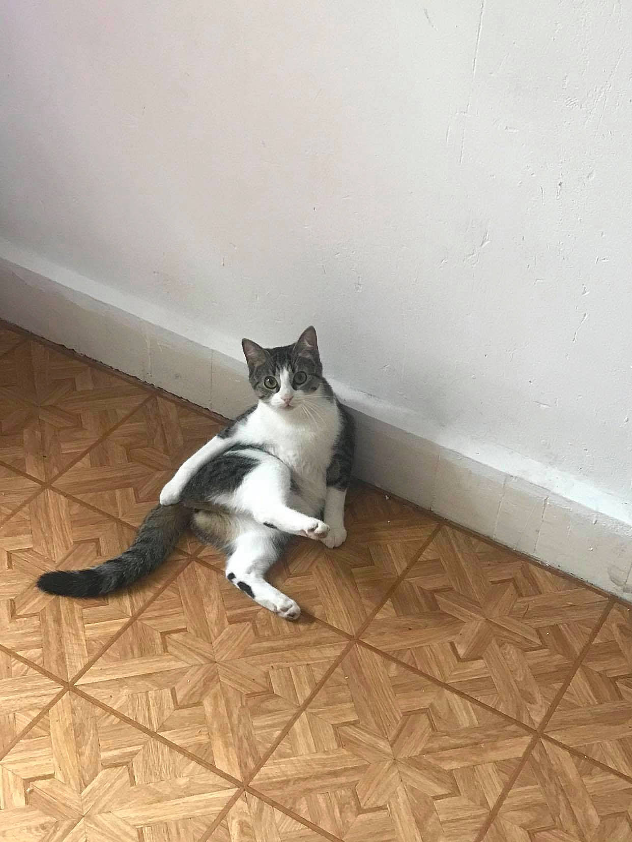 Mona a rejoint le concours — aidez-le/la à gagner de superbes lots ! canidae, carnivore, cat, dog_breed, domestic_short_haired_cat, felidae, floor, flooring, fur, grey, hardwood, human_leg, paw, room, small_to_medium_sized_cats, snout, tail, whiskers, wood, wood_flooring