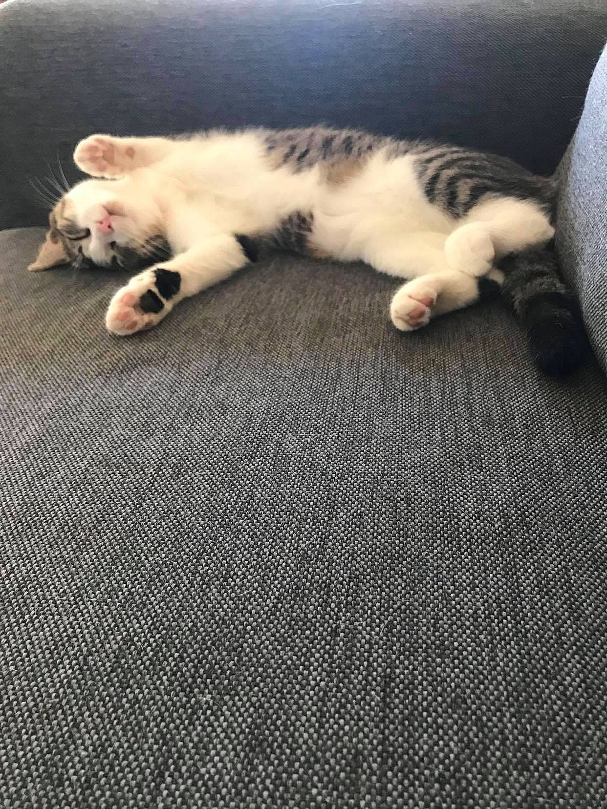 Mona participe au concours pour gagner de l'argent avec cette photo : carnivore, carpet, cat, claw, cloud, comfort, felidae, flooring, fur, grey, linens, mammal, paw, sky, small_to_medium_sized_cats, tail, textile, vertebrate, whiskers, wood