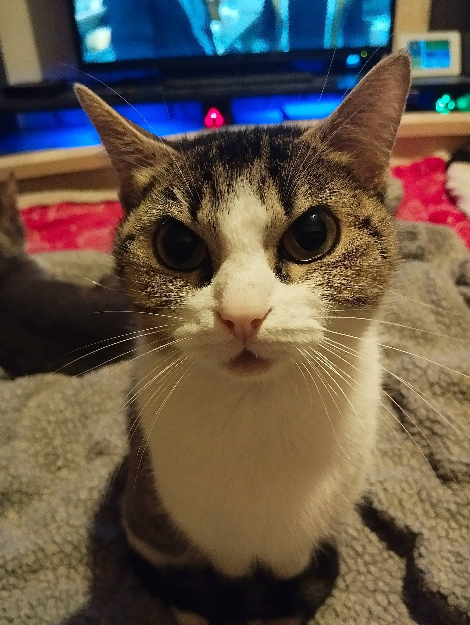 Mona a rejoint le concours — aidez-le/la à gagner de superbes lots ! carnivore, cat, domestic_short_haired_cat, felidae, fur, paw, picture_frame, small_to_medium_sized_cats, snout, tail, terrestrial_animal, whiskers, window