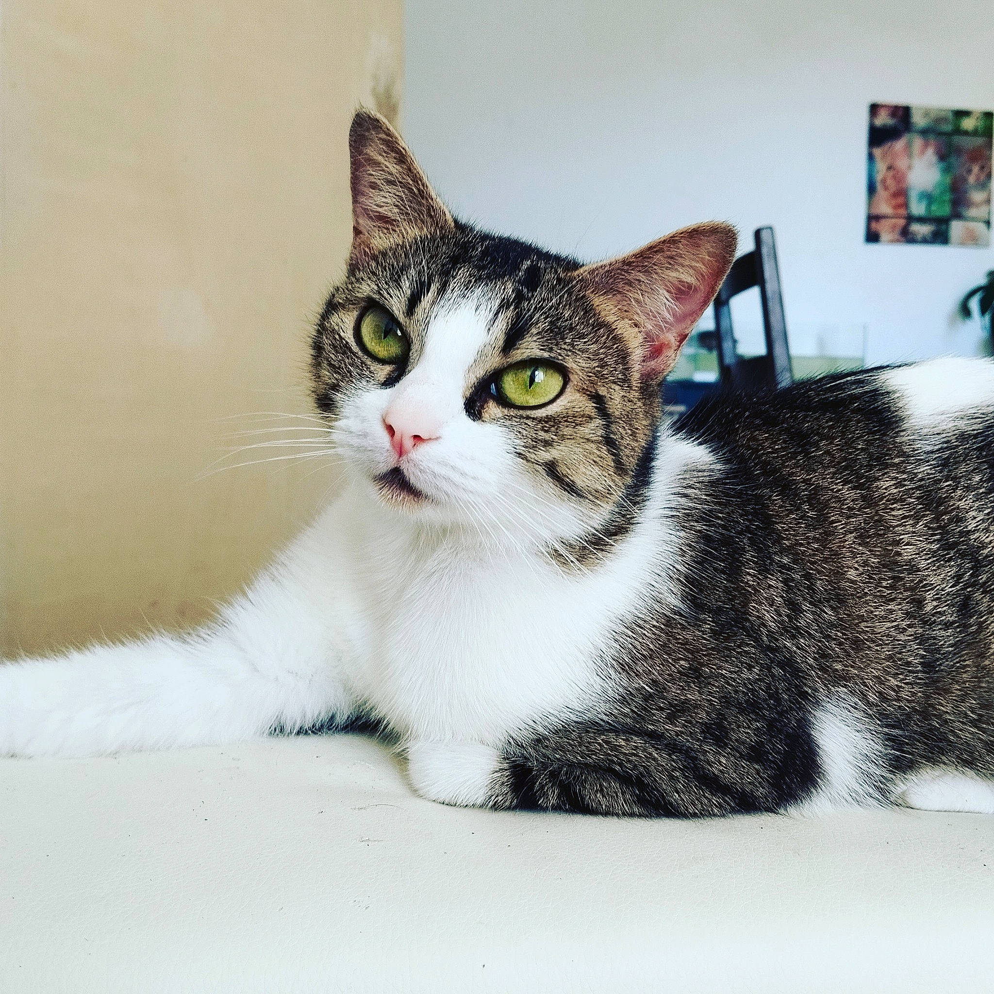 Mona participe au concours pour gagner de l'argent avec cette photo : carnivore, cat, domestic_short_haired_cat, felidae, fur, paw, picture_frame, small_to_medium_sized_cats, terrestrial_animal, whiskers