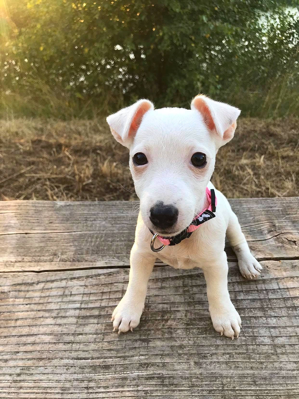 Lizzie a rejoint le concours — aidez-le/la à gagner de superbes lots ! bull_and_terrier, canidae, carnivore, collar, companion_dog, dog, dog_breed, dog_collar, dogo_guatemalteco, fashion_accessory, fawn, grass, snout, sporting_group, tail, terrestrial_animal, terrier, whiskers, wood, working_animal