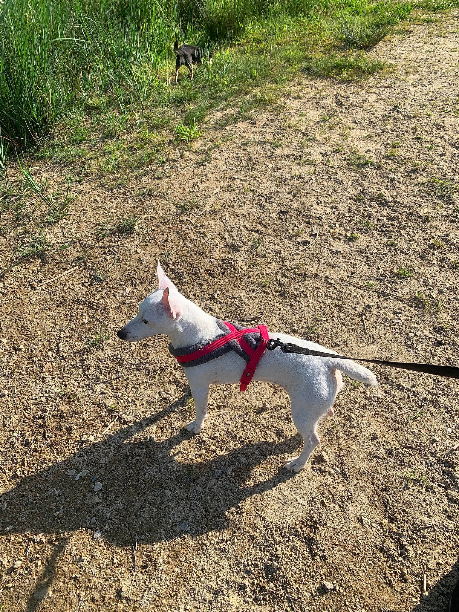 Lizzie a rejoint le concours — aidez-le/la à gagner de superbes lots ! canidae, carmine, carnivore, collar, companion_dog, dog, dog_breed, dog_collar, dog_supply, fashion_accessory, fawn, grass, leash, pet_supply, soil, sporting_group, tail, terrestrial_animal, tracking_trial, working_animal