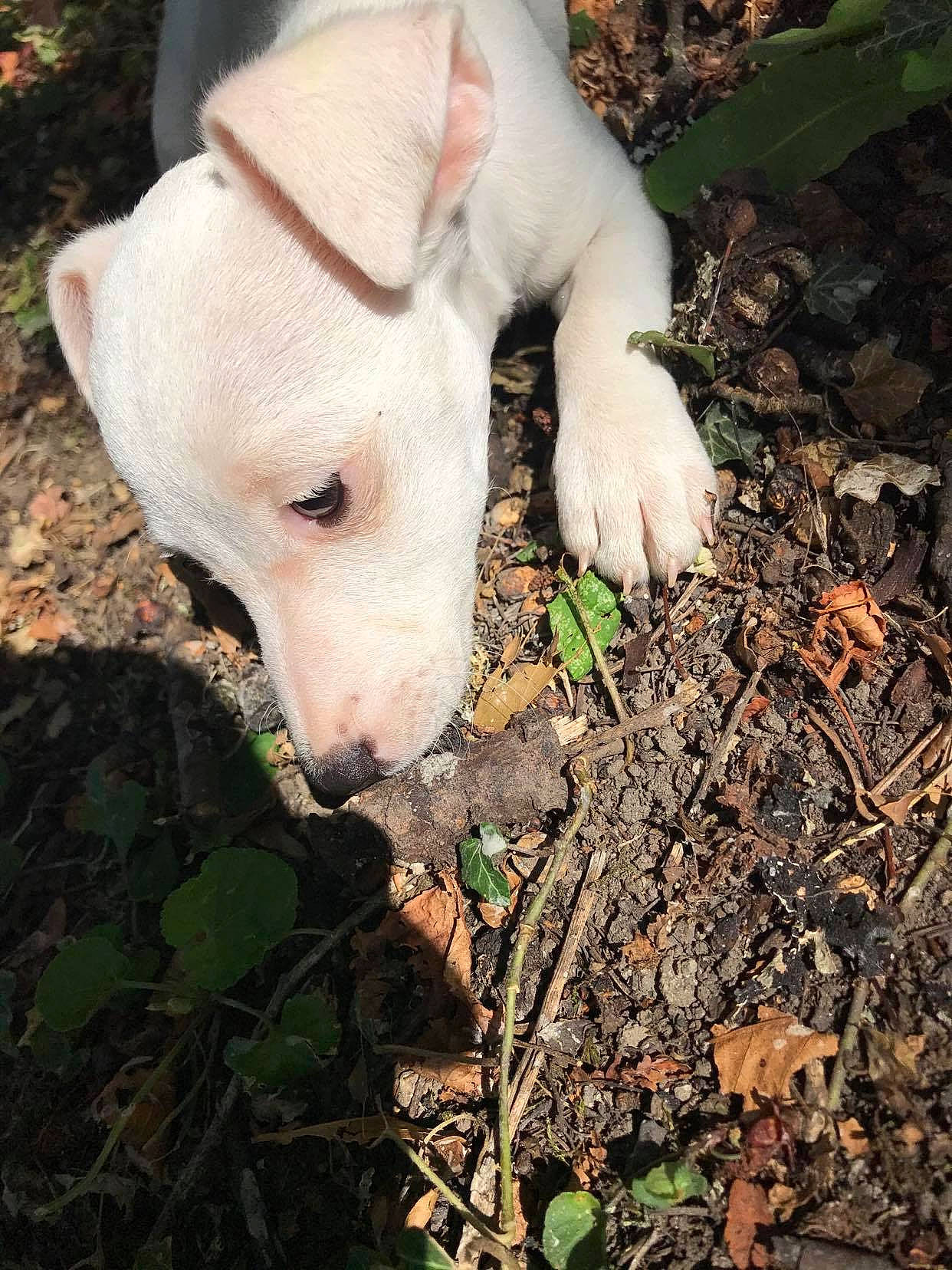Lizzie a rejoint le concours — aidez-le/la à gagner de superbes lots ! canidae, carnivore, companion_dog, dog, dog_breed, ear, eye, fawn, grass, livestock, pasture, plant, snout, soil, sporting_group, tail, terrestrial_animal, whiskers, wood, working_animal