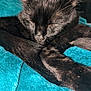 abyssinian, animal, blackcat, blanket, cat, kitten, manx, pet, pig, quilt, towel, velvet