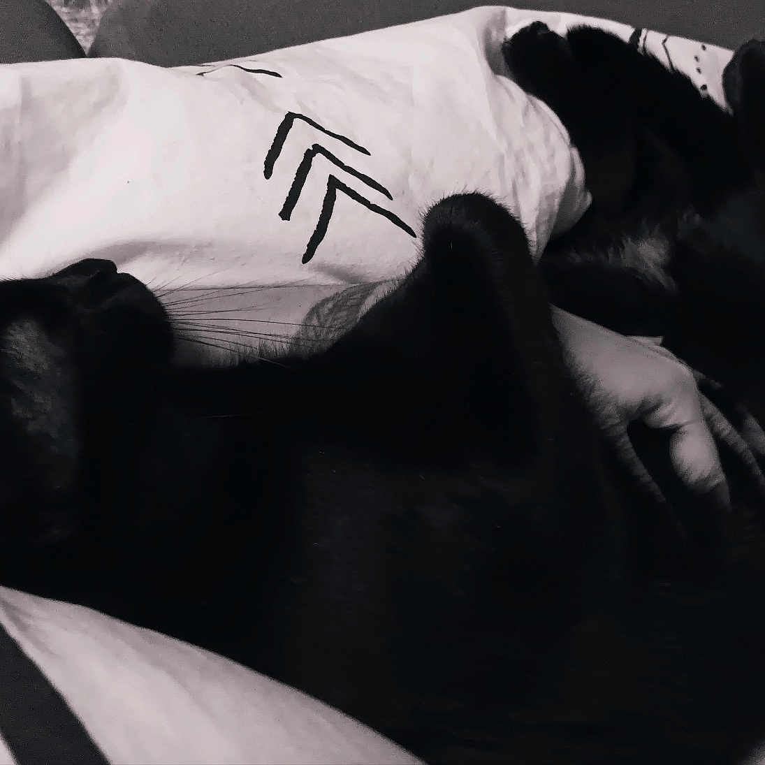 Zeus participe au concours pour gagner de l'argent avec cette photo : black, carnivore, comfort, companion_dog, dog_breed, elbow, font, fur, gesture, human_body, human_leg, knee, leg, linens, monochrome, monochrome_photography, nap, sitting, sunglasses, wrist