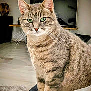 Tequila a rejoint le concours — aidez-le/la à gagner de superbes lots ! animal, blanket, cat, couch, cozy, cute, domestic_animal, feline, fur, green_eyes, household, indoor, living_room, pet, portrait, relaxed, sitting, tabby, television, whiskers