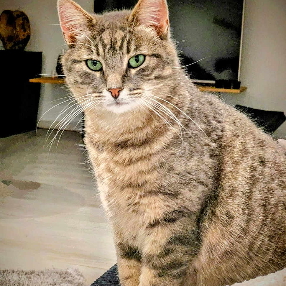 Tequila a rejoint le concours — aidez-le/la à gagner de superbes lots ! animal, blanket, cat, couch, cozy, cute, domestic_animal, feline, fur, green_eyes, household, indoor, living_room, pet, portrait, relaxed, sitting, tabby, television, whiskers