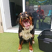 Thor participe au concours pour gagner de l'argent avec cette photo : animal, basket, collar, dog, fence, fur, glass_door, grass, hammock, happy, home, indoor, man, open_mouth, outdoor, pet, photographer, reflection, smiling, yawning