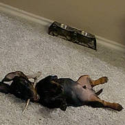 Shade is registered to the contest to win money with this photo: dog, puppy, dachshund, carpet, floor, indoor, chewing, stick, pet, canine, lying_down, playful, brown, black, animal, food_bowl, metal_bowl, resting, cute, small_dog