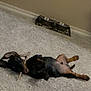 dog, puppy, dachshund, carpet, floor, indoor, chewing, stick, pet, canine, lying_down, playful, brown, black, animal, food_bowl, metal_bowl, resting, cute, small_dog