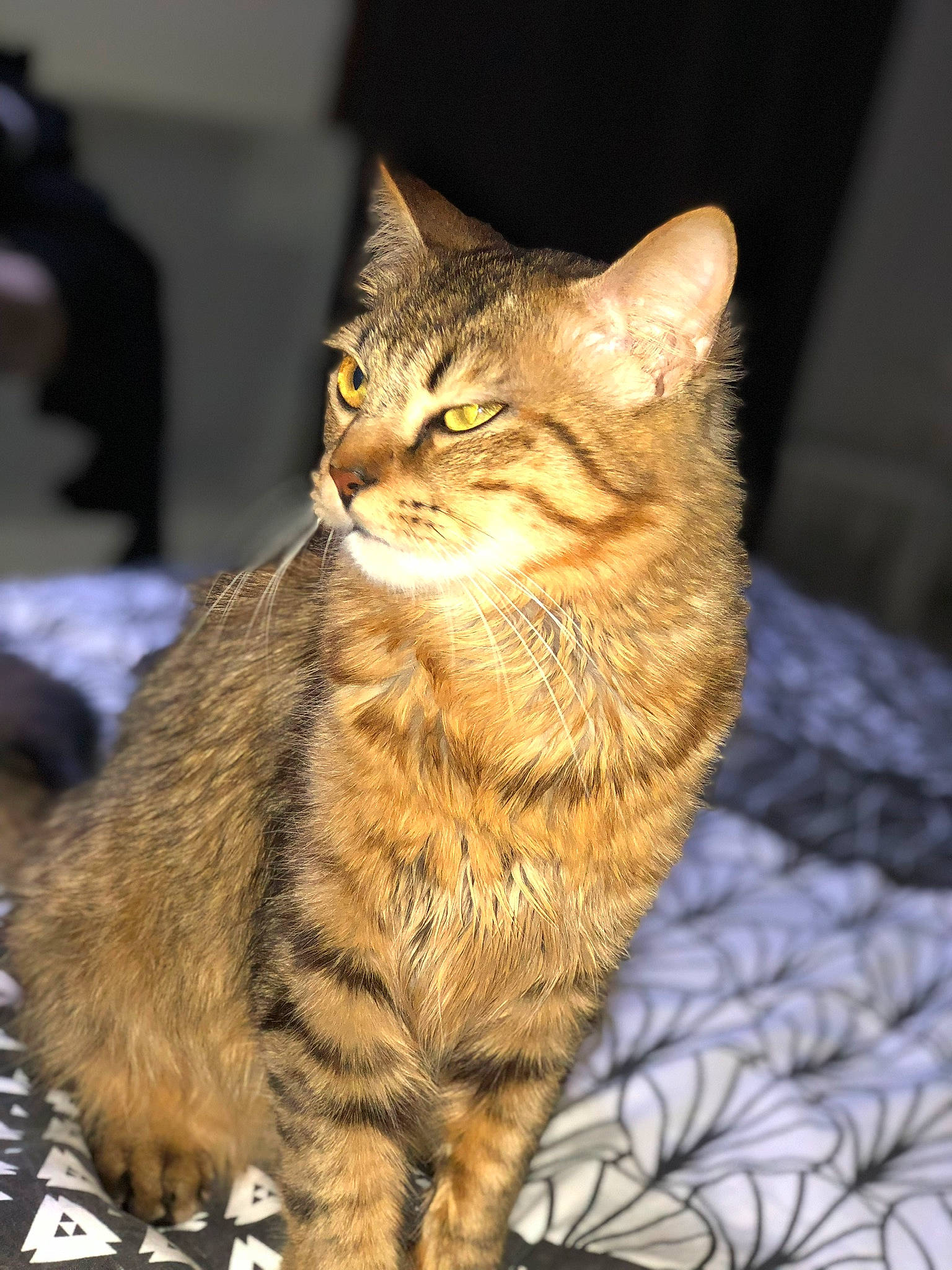 Mia a rejoint le concours — aidez-le/la à gagner de superbes lots ! carnivore, cat, claw, domestic_short_haired_cat, event, fawn, felidae, fur, natural_material, sitting, small_to_medium_sized_cats, snout, tail, terrestrial_animal, whiskers, wildlife