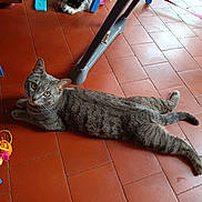Tigrou a rejoint le concours — aidez-le/la à gagner de superbes lots ! animal, blue_chair, cat, companion, curious, dog, domestic, flooring, furniture_leg, gray_tabby, household, indoor, laying_down, looking_at_camera, orange_toy, pet, relaxed, resting, tiled_floor, toy