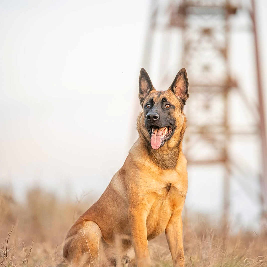 Valco participe au concours pour gagner de l'argent avec cette photo : animal, bulldog, canine, dog, germanshepherd, outdoors, person, pet, policedog, puppy, snout, walkingdog