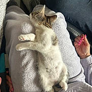 Ayla a rejoint le concours — aidez-le/la à gagner de superbes lots ! kitten, cat, pet, lap, person, hand, nails, brush, furry, relaxed, cozy, clothing, sitting, indoor, fur, animal, soft, comfort, white, gray