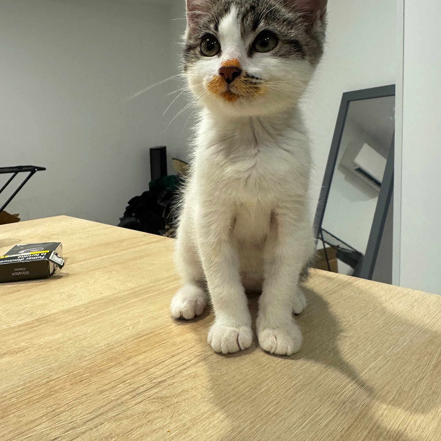 Ayla participe au concours pour gagner de l'argent avec cette photo : animal, cat, curious, cute, domestic, ears, fur, household, indoor, kitten, mirror, paws, pet, room, sitting, small, table, whiskers, wood, young