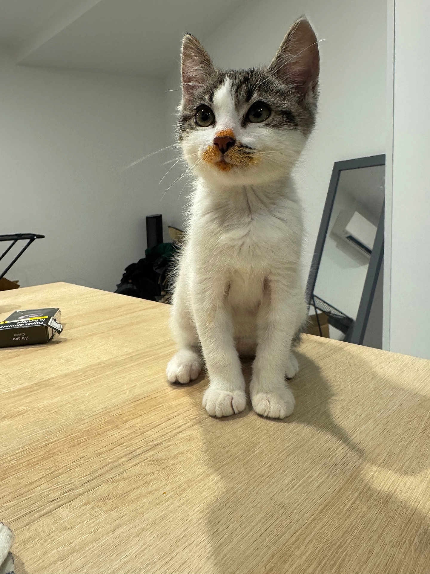 Ayla participe au concours pour gagner de l'argent avec cette photo : kitten, cat, animal, pet, table, wood, indoor, curious, small, fur, whiskers, ears, paws, mirror, room, household, domestic, cute, young, sitting