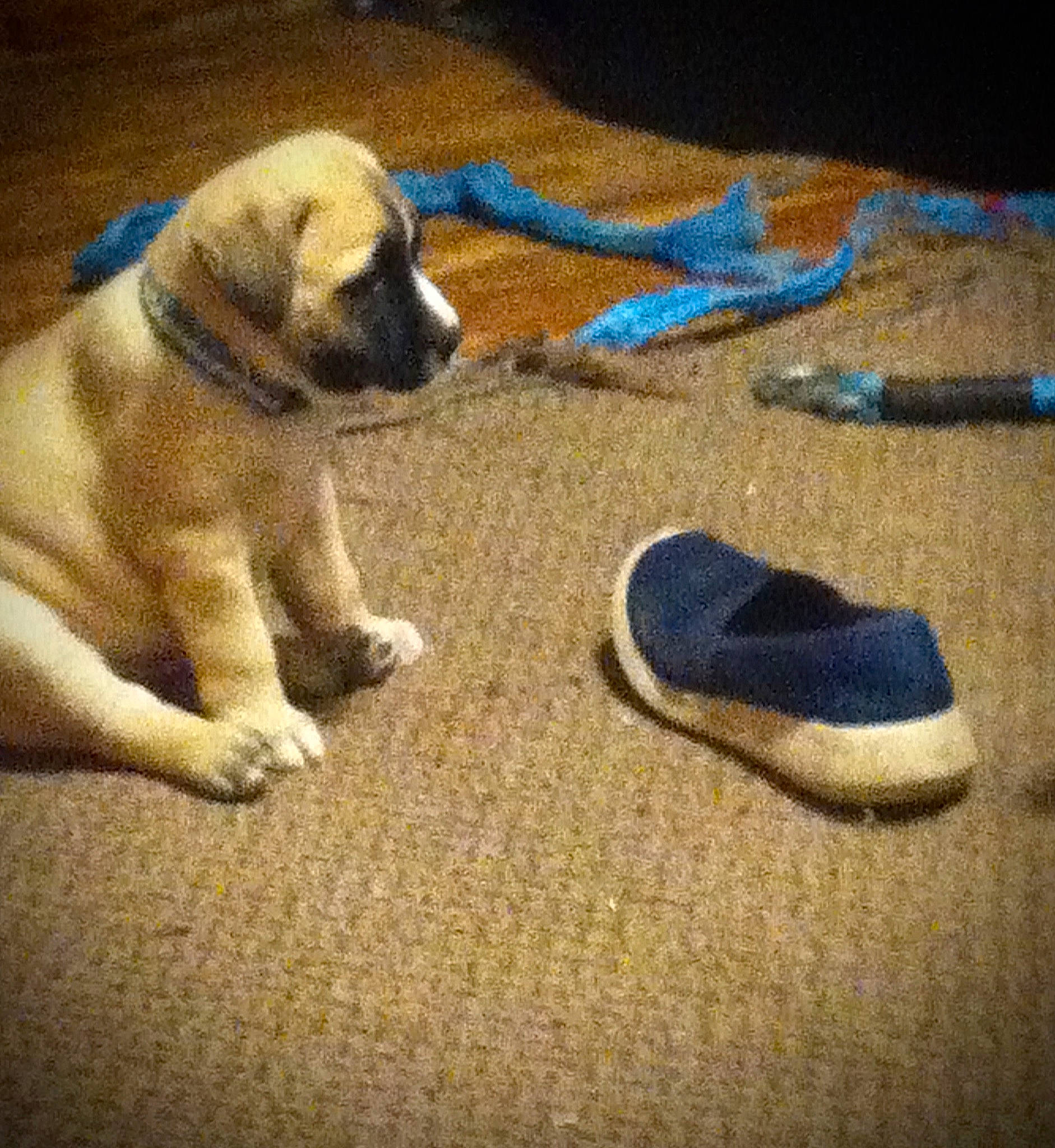 Akita is registered to the contest to win money with this photo: carmine, carnivore, cloud, comfort, companion_dog, dog, dog_breed, electric_blue, fawn, flooring, hardwood, mat, paw, plant, road_surface, slipper, sporting_group, tints_and_shades, wood, working_animal