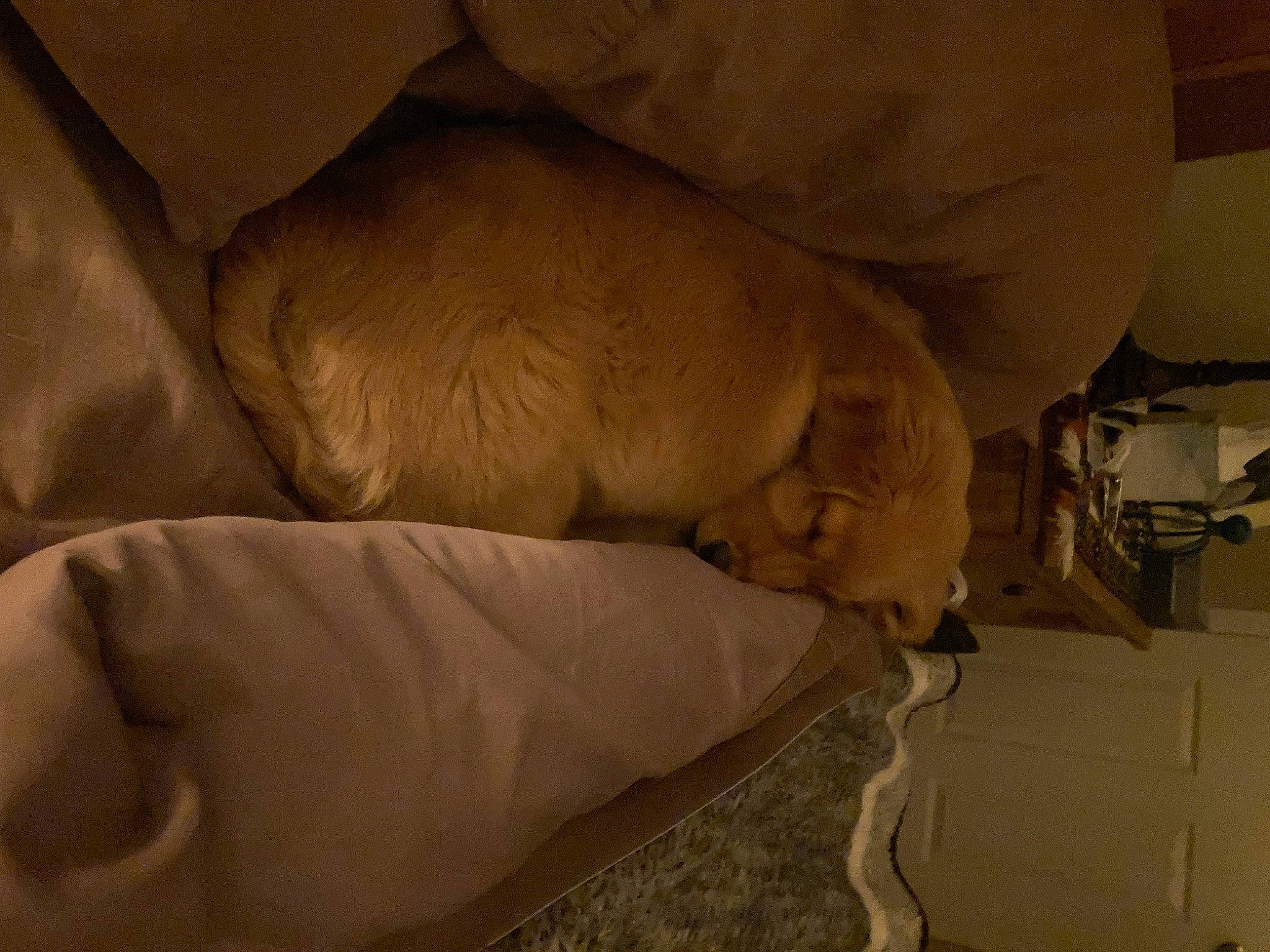 Nayah is registered to the contest to win money with this photo: canidae, carnivore, comfort, companion_dog, dog, dog_breed, duvet, fawn, felidae, flooring, fur, hardwood, linens, nap, sleep, snout, sporting_group, tail, terrestrial_animal, wood