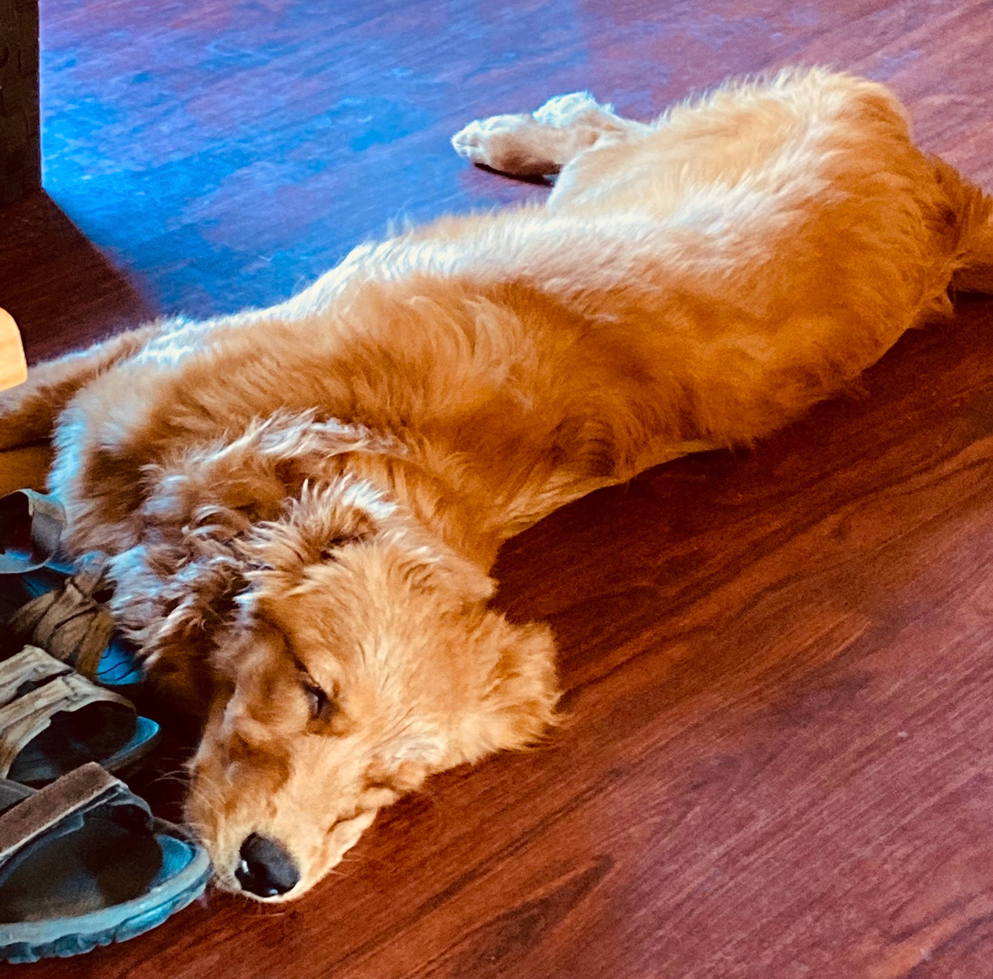 Nayah is registered to the contest to win money with this photo: carnivore, cocker_spaniel, companion_dog, dog, dog_breed, flooring, fur, gun_dog, hardwood, liver, plank, retriever, spaniel, sporting_group, varnish, whiskers, wood, wood_flooring, wood_stain, working_animal