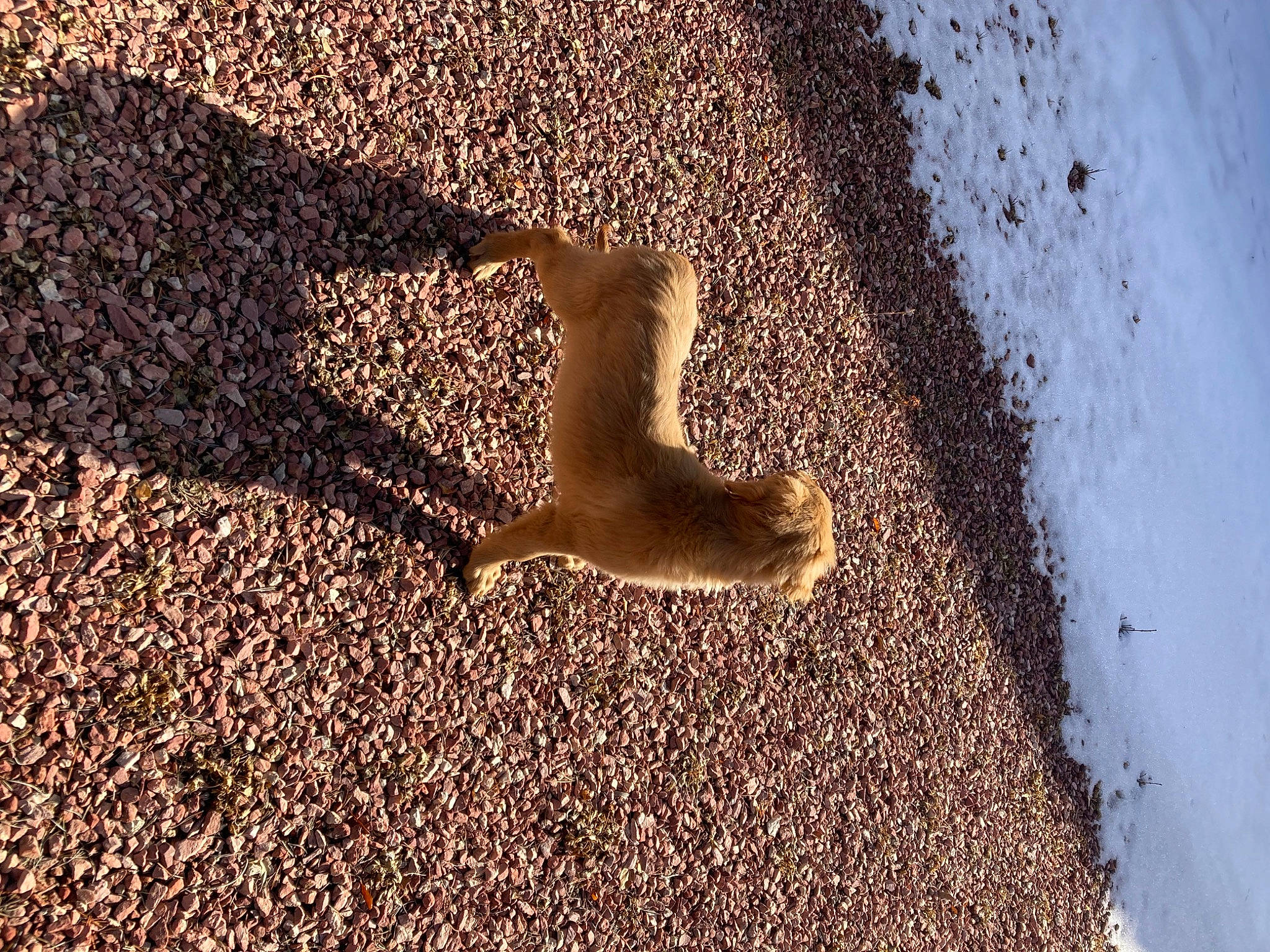 Nayah joined the competition — help win amazing prizes! asphalt, beach, deciduous, grass, landscape, people_in_nature, plant, road_surface, rock, sand, shadow, snow, soil, squirrel, tail, tints_and_shades, tree, trunk, wildlife, wood