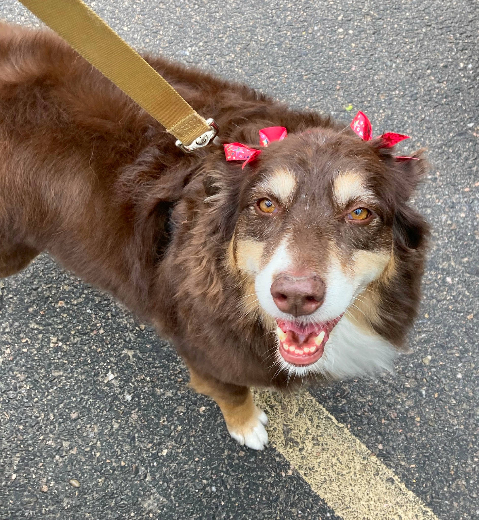 Gypsy joined the competition — help win amazing prizes! asphalt, canidae, carnivore, collar, companion_dog, dog, dog_breed, dog_collar, fang, fur, leash, liver, paw, plant, road_surface, sporting_group, terrestrial_animal, whiskers, working_animal, working_dog