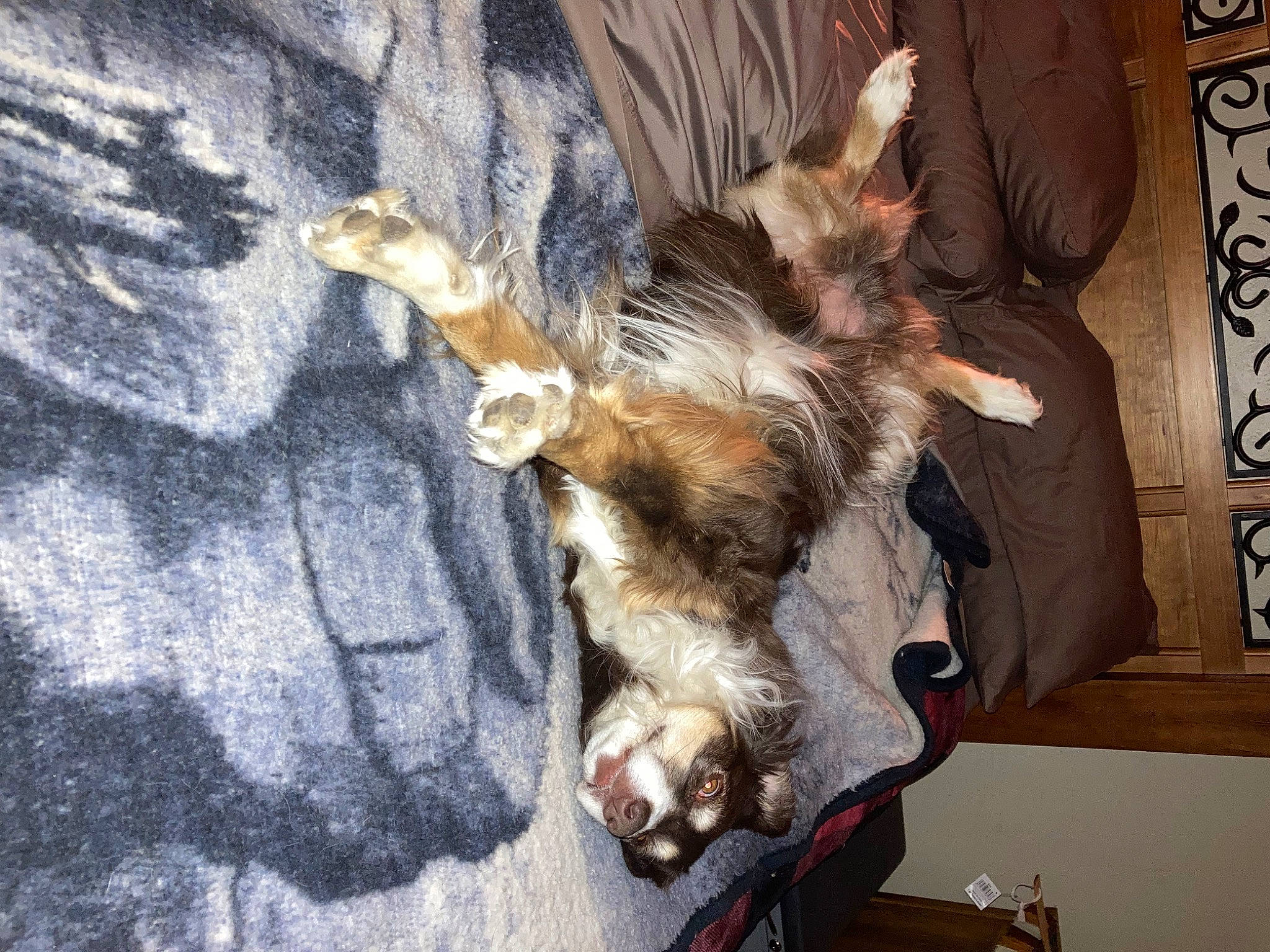 Gypsy is registered to the contest to win money with this photo: canidae, carnivore, claw, companion_dog, dog, dog_breed, domestic_short_haired_cat, fawn, felidae, fur, human_leg, paw, small_to_medium_sized_cats, snout, sporting_group, tail, tree, whiskers, wood