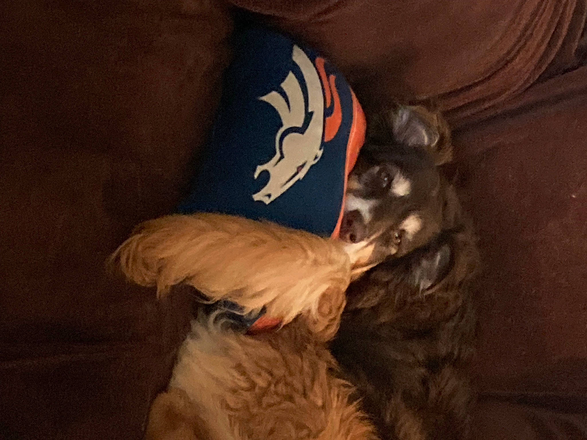 Gypsy is registered to the contest to win money with this photo: beak, bird, canidae, carnivore, cg_artwork, comfort, companion_dog, darkness, dog_breed, elbow, feather, felidae, flesh, fur, grey, sleeve, sporting_group, tail, toy_dog, wing