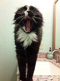 Loki joined the competition — help win amazing prizes! carnivore, cat, domestic_short_haired_cat, fang, felidae, foot, fur, happy, jaw, moustache, paw, roar, shout, small_to_medium_sized_cats, snout, tail, terrestrial_animal, whiskers, window, yawn