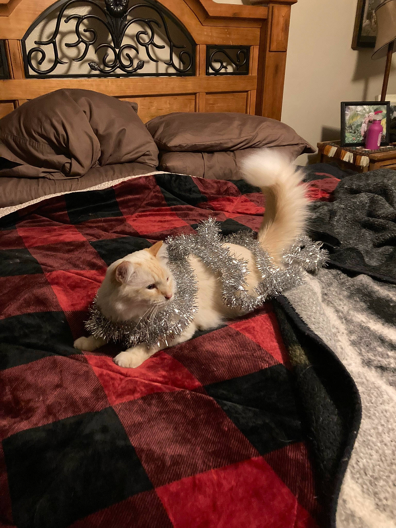 Niko joined the competition — help win amazing prizes! bed_frame, bedding, carnivore, comfort, companion_dog, couch, dog, dog_breed, felidae, floor, flooring, grey, interior_design, lamp, linens, living_room, picture_frame, room, textile, wood