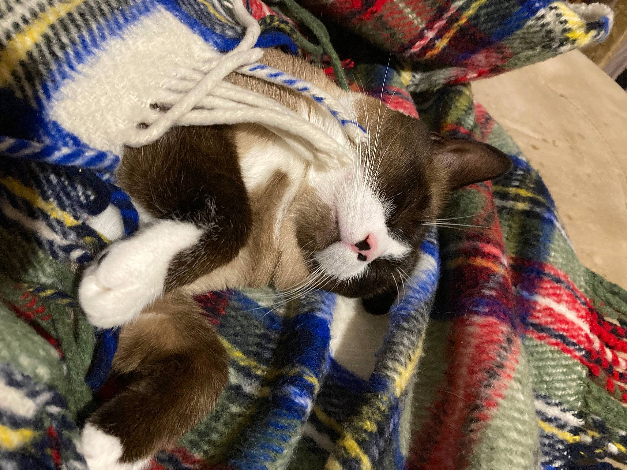 Junior a rejoint le concours — aidez-le/la à gagner de superbes lots ! carnivore, cat, cat_supply, claw, comfort, domestic_short_haired_cat, electric_blue, fawn, felidae, fur, linens, pattern, paw, small_to_medium_sized_cats, snout, tail, textile, whiskers, wool, woven_fabric