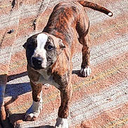 Mystie participe au concours pour gagner de l'argent avec cette photo : puppy, dog, brindle, white_paws, outdoor, rug, sunlight, pet, animal, curious, standing, tail, alert, young, canine, companion, domestic, fur, four_legs, playful