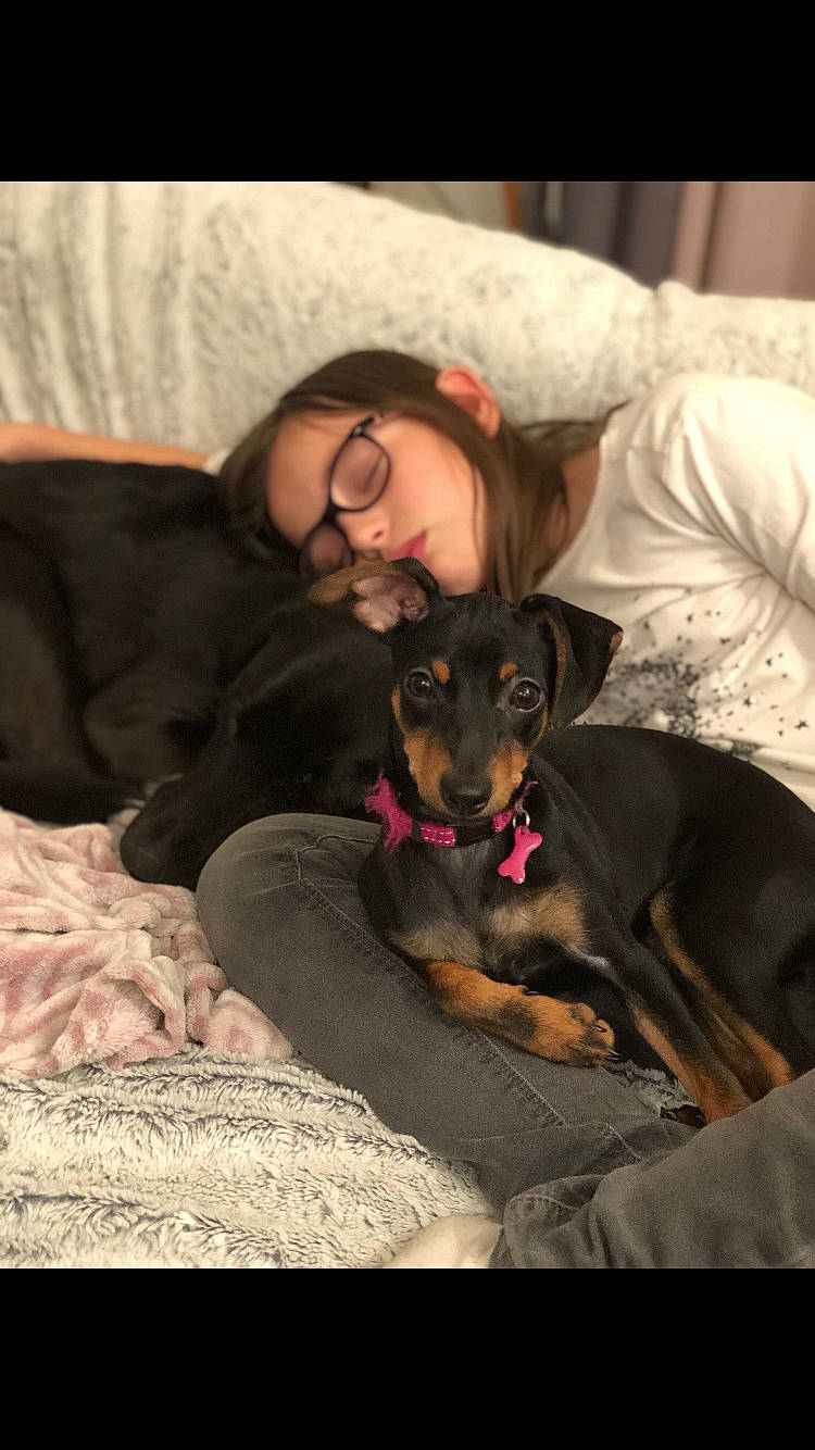 Isis a rejoint le concours — aidez-le/la à gagner de superbes lots ! black_and_tan_terrier, canidae, carnivore, dachshund, dobermann, dog, dog_breed, ear, german_pinscher, guard_dog, mammal, manchester_terrier, miniature_pinscher, pinscher, puppy, puppy_love, toy_dog, toy_manchester_terrier, vertebrate