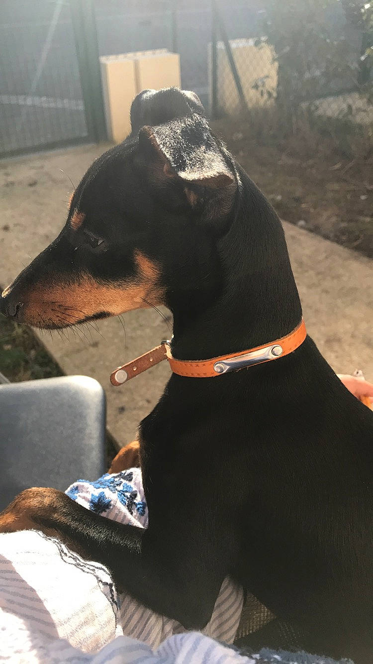 Isis participe au concours pour gagner de l'argent avec cette photo : canidae, carnivore, collar, dobermann, dog, dog_breed, dog_collar, ear, german_pinscher, guard_dog, huntaway, hunting_dog, mammal, pinscher, snout, working_dog