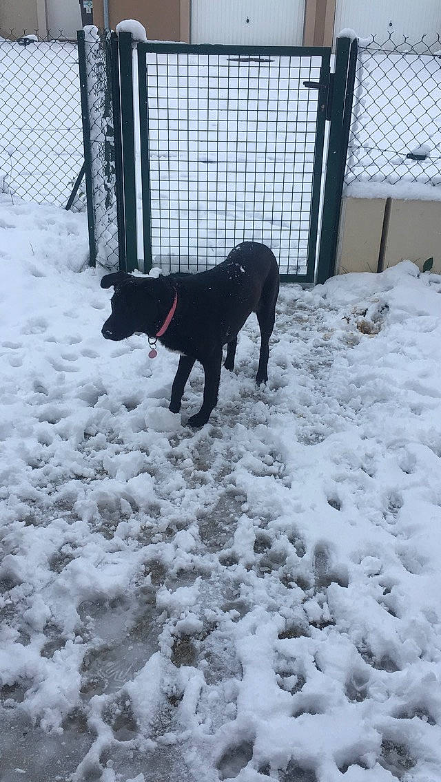 Fidjy participe au concours pour gagner de l'argent avec cette photo : borador, canidae, carnivore, dog, dog_breed, eurohound, great_dane, guard_dog, hunting_dog, montenegrin_mountain_hound, snow, sporting_group