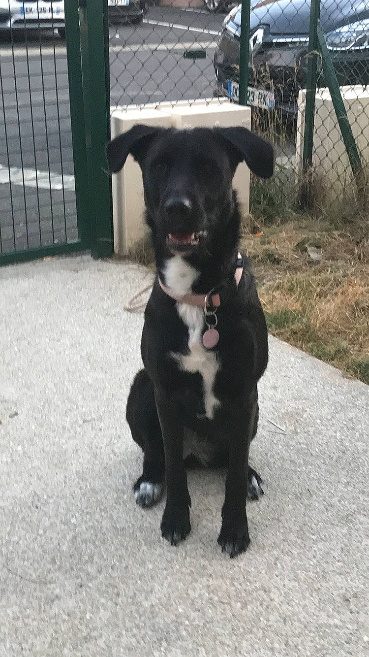 Fidjy participe au concours pour gagner de l'argent avec cette photo : borador, canidae, carnivore, companion_dog, dog, dog_breed, labrador_retriever, mammal, non_sporting_group, patterdale_terrier, puppy, snout, sporting_group, street_dog, tail