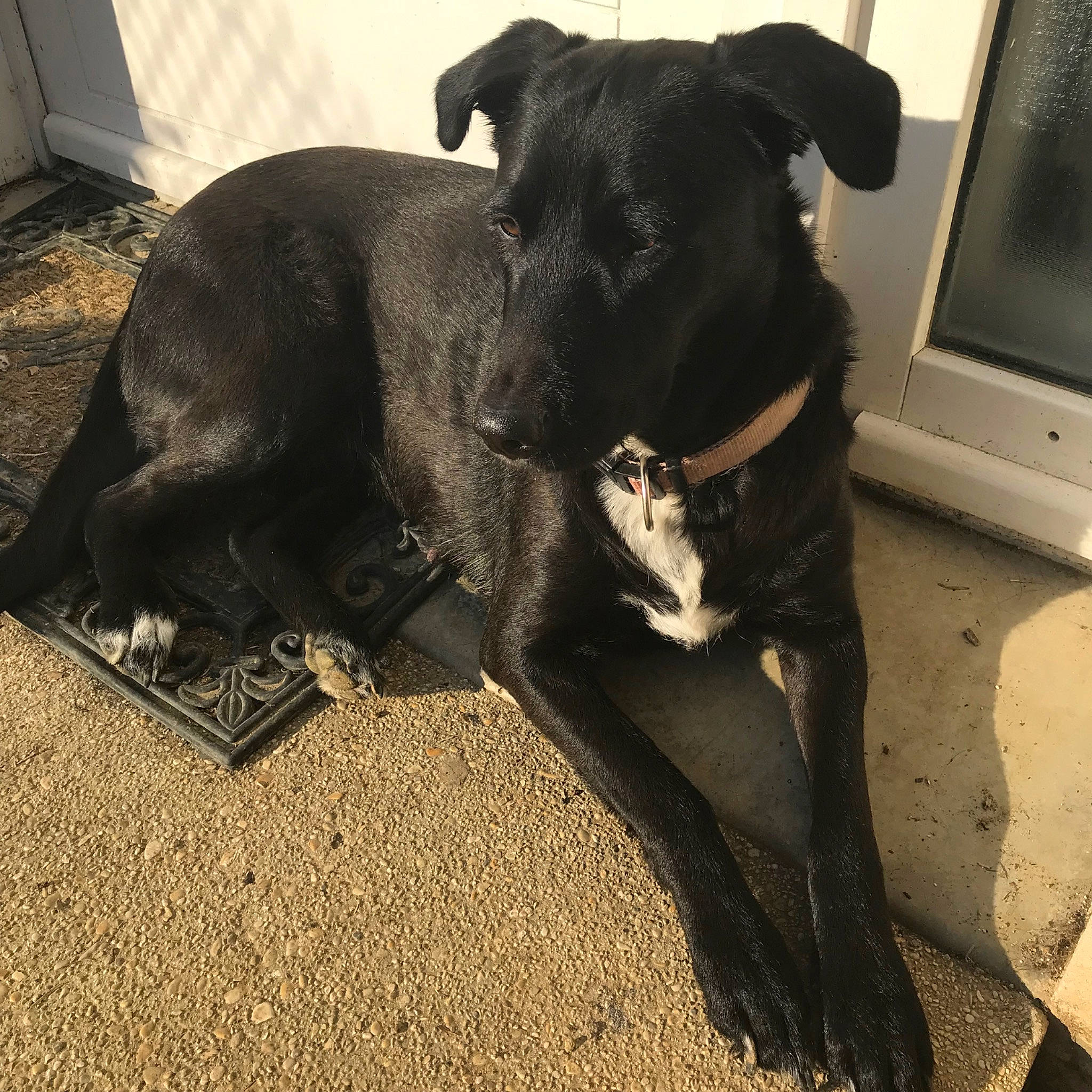 Fidjy participe au concours pour gagner de l'argent avec cette photo : borador, canidae, carnivore, companion_dog, dog, dog_breed, guard_dog, mammal, non_sporting_group, patterdale_terrier, snout, sporting_group, tail