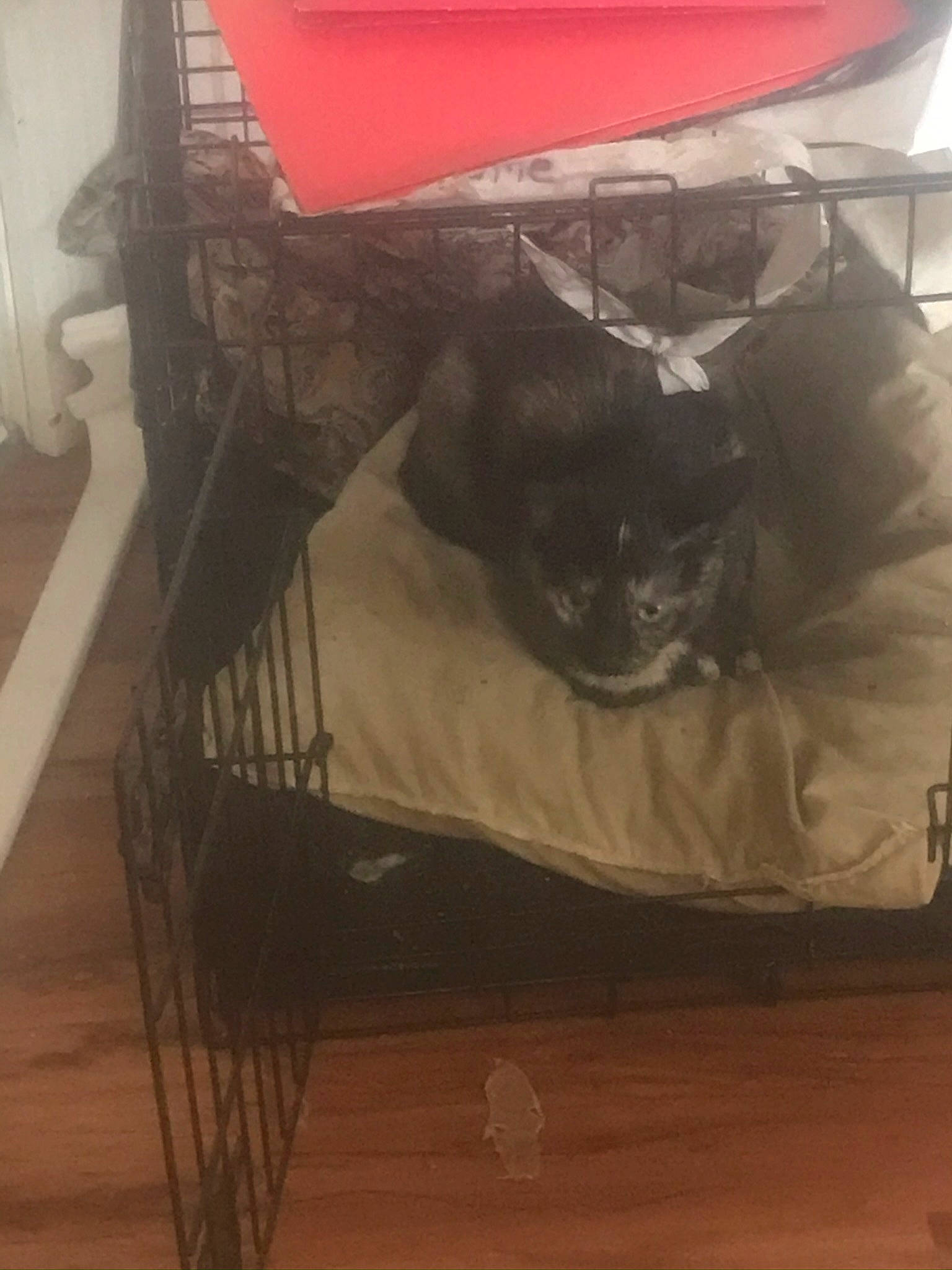 Gramma joined the competition — help win amazing prizes! canidae, chair, dog_breed, fawn, furniture, non_sporting_group, shih_tzu, toy_dog