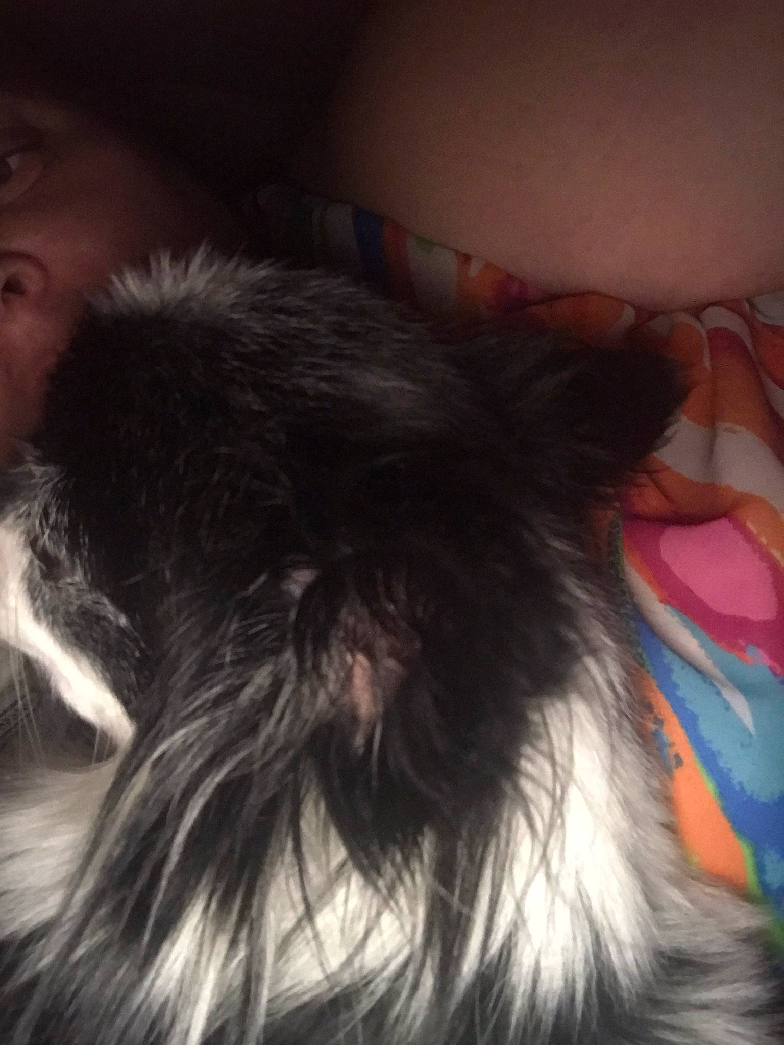 Baby Girl is registered to the contest to win money with this photo: canidae, carnivore, dog, dog_breed, ear, fur, hair, liver, shih_tzu, terrier, toy_dog, yorkshire_terrier