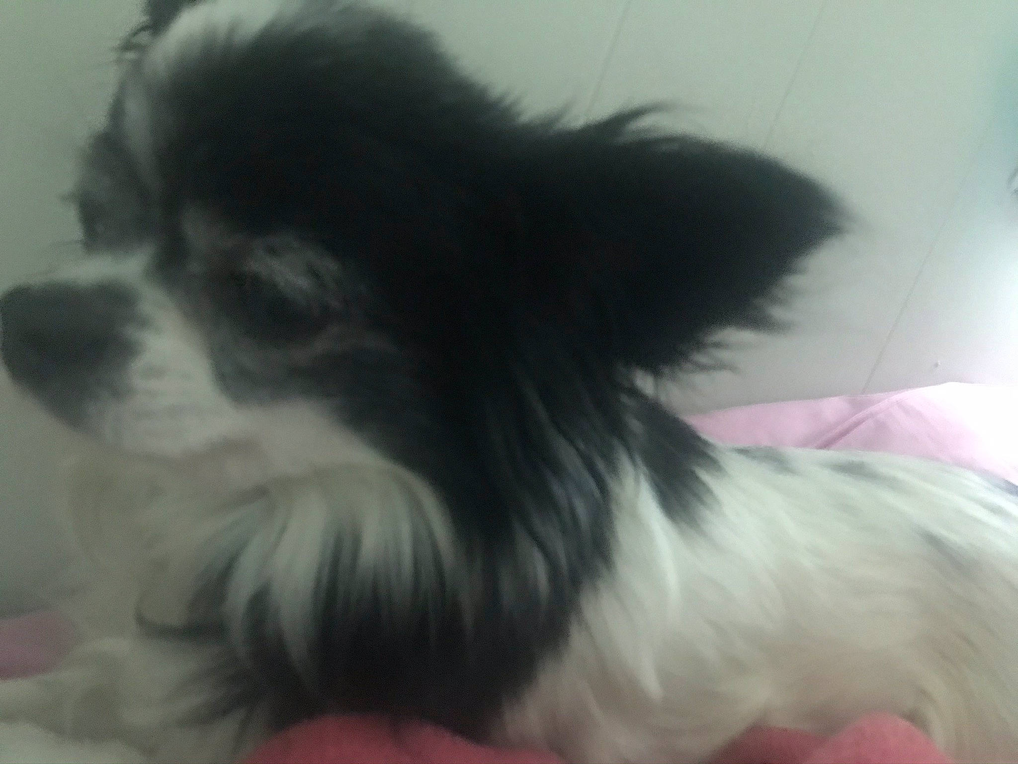 Baby Girl joined the competition — help win amazing prizes! canidae, carnivore, cavalier_king_charles_spaniel, chinese_imperial_dog, companion_dog, dog, dog_breed, ear, japanese_chin, king_charles_spaniel, mammal, papillon, phalene, puppy, snout, spaniel, sporting_group, toy_dog, vertebrate