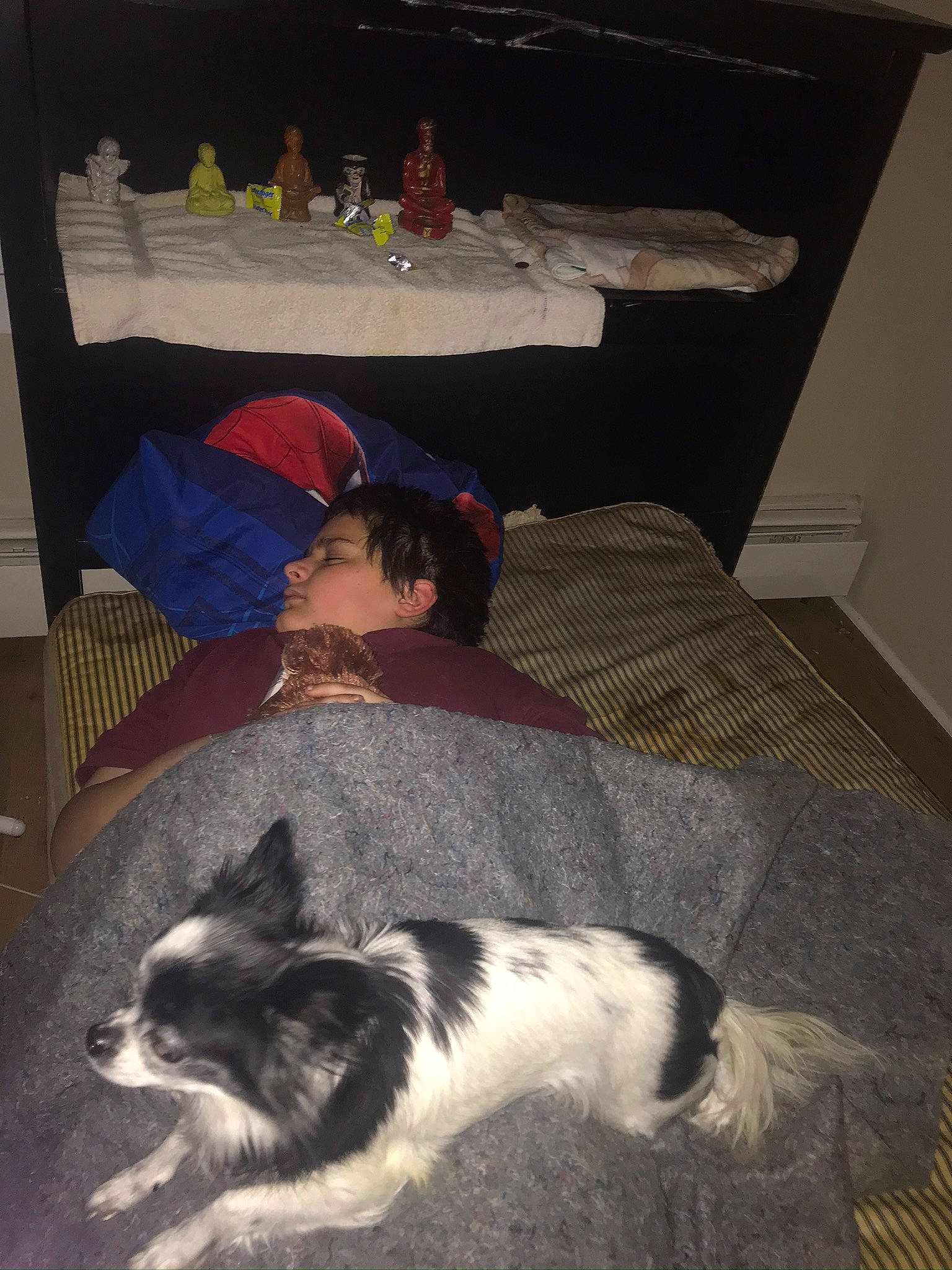 Baby Girl is registered to the contest to win money with this photo: canidae, carnivore, companion_dog, dog, dog_breed, floor, flooring, fur, sporting_group, tail, toy_dog