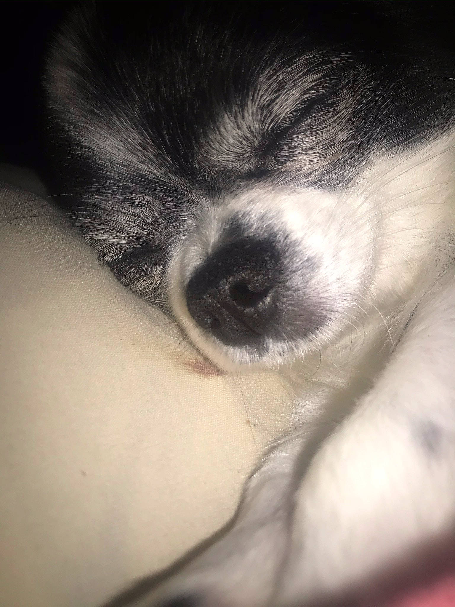 Baby Girl joined the competition — help win amazing prizes! canidae, carnivore, close_up, companion_dog, dog, dog_breed, ear, eye, fur, head, nose, puppy, shih_tzu, skin, snout, toy_dog, whiskers