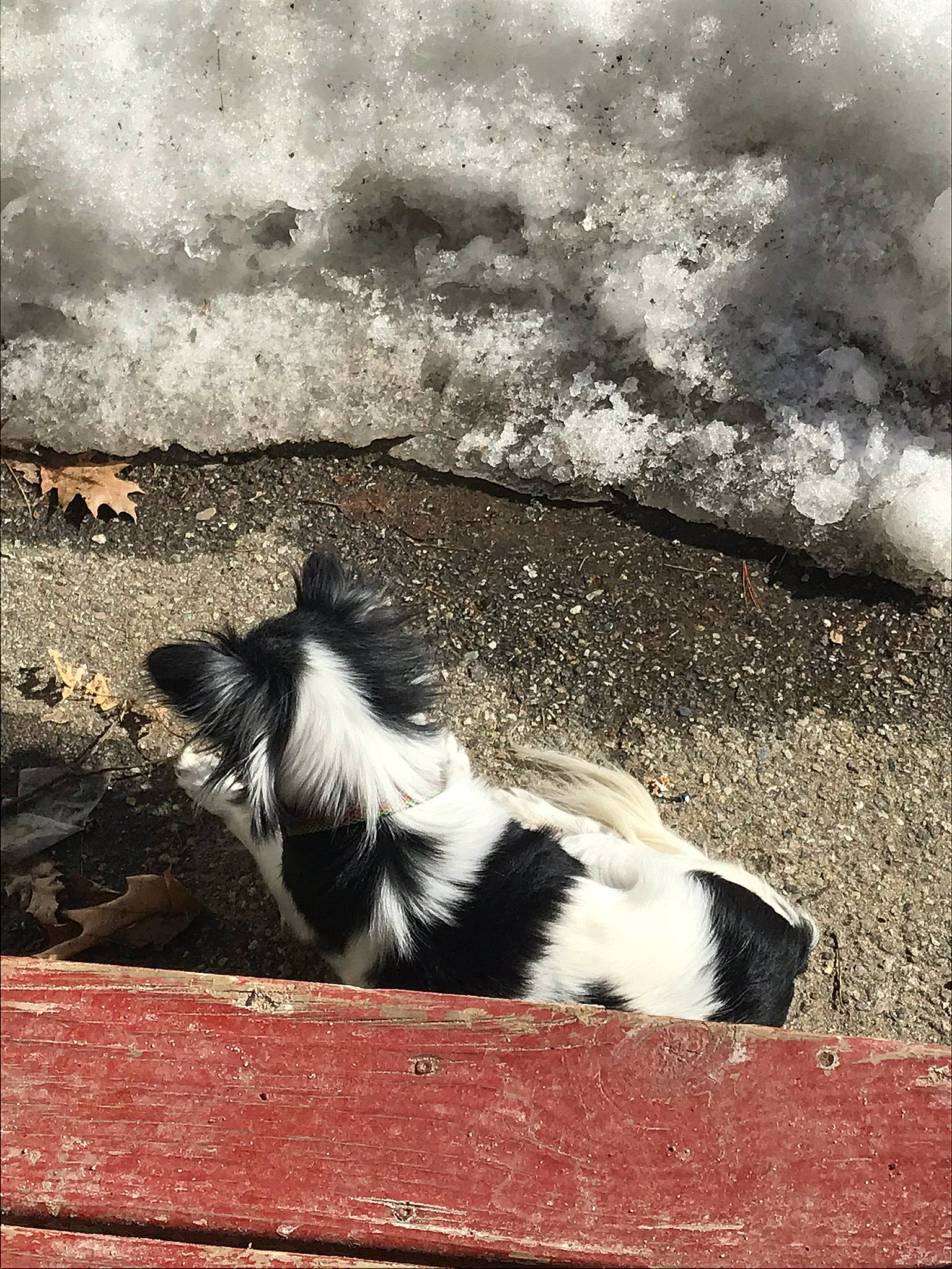 Baby Girl is registered to the contest to win money with this photo: black_and_white, canidae, carnivore, cat, cloud, monochrome, sky, tail, wall, whiskers