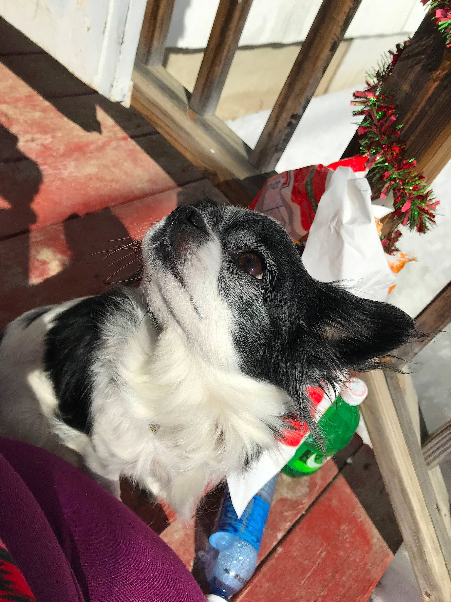 Baby Girl is registered to the contest to win money with this photo: border_collie, canidae, carnivore, christmas, dog, dog_breed, snout, sporting_group, stabyhoun