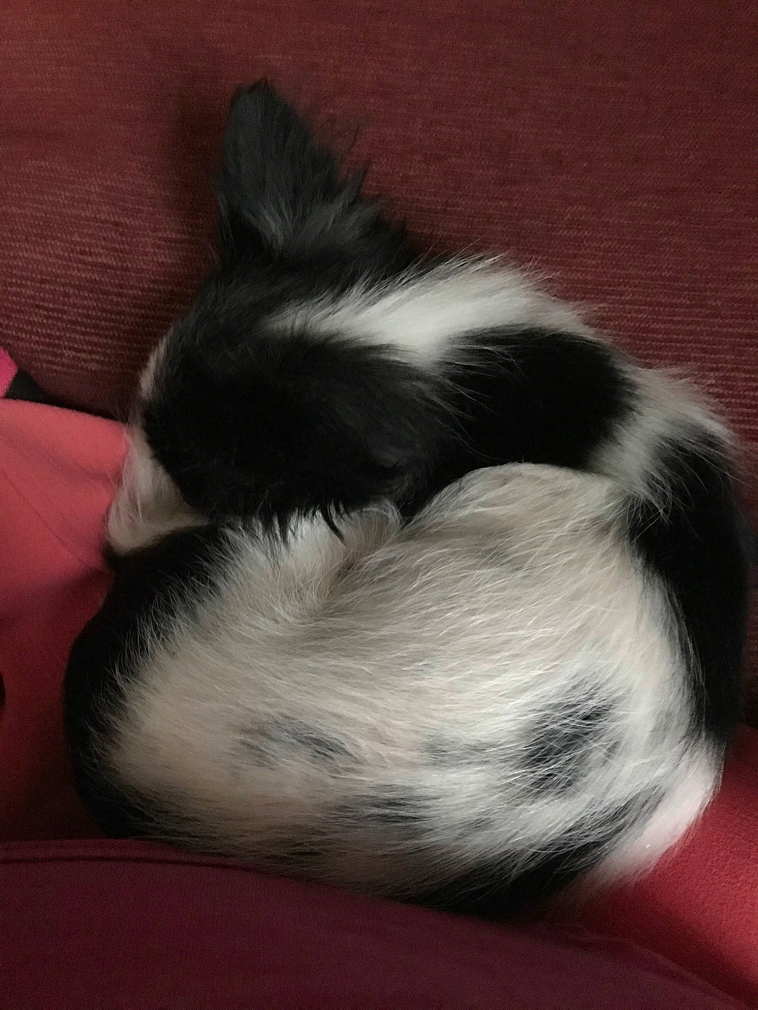 Baby Girl joined the competition — help win amazing prizes! black_and_white, canidae, carnivore, cat, ear, felidae, fur, nap, sleep, small_to_medium_sized_cats, snout, tail, whiskers